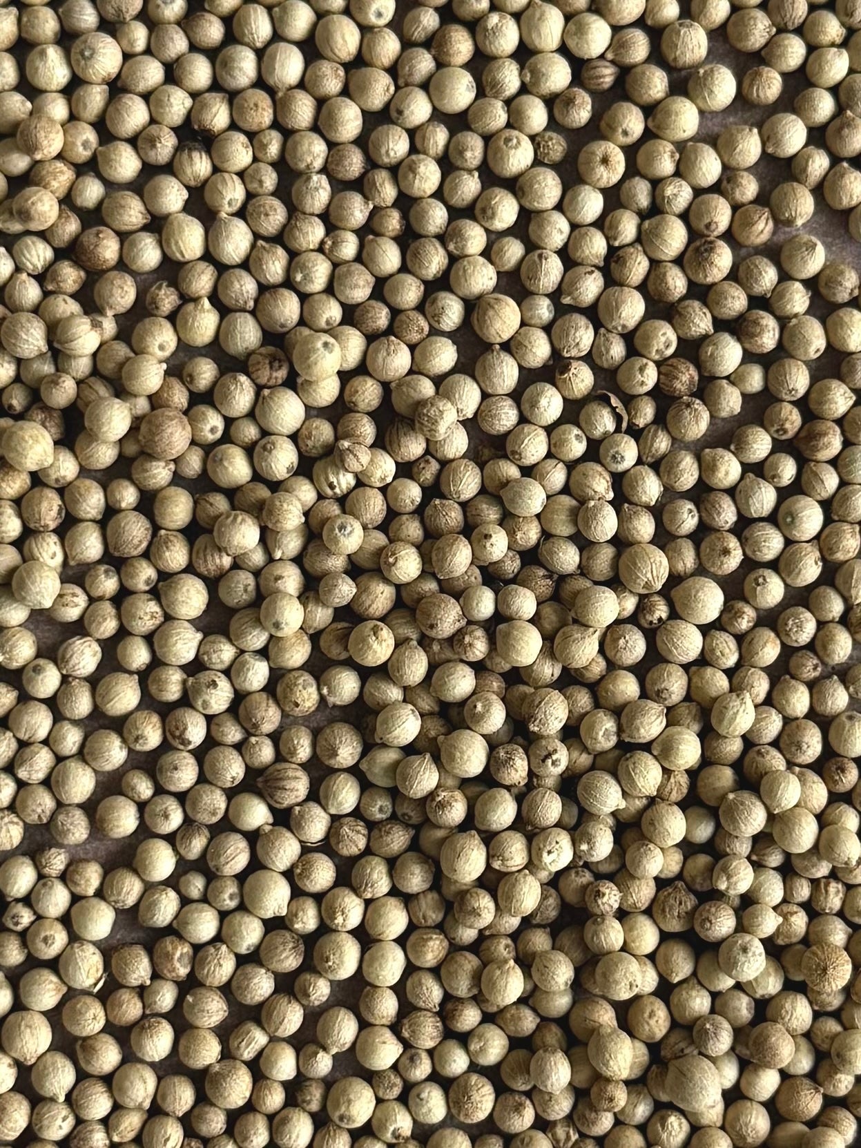 White Pepper